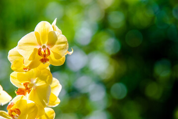 Fototapeta na wymiar yellow Orchid branch on green natural background 