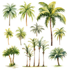 Clipart Bundle Watercolor Coconut tree, on Transparent Background  - obrazy, fototapety, plakaty