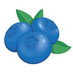 Vector illustration of isolated blueberry