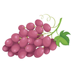 Vector illustration of isolated grape