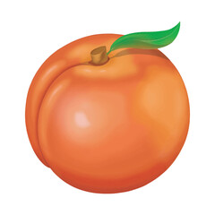 Vector illustration of isolated peach