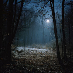 New Moon's Solitude: Peaceful Forest Clearing