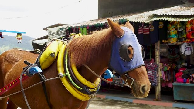 Horse cart wearing fashionable sunglasses. Horse rickshaw for city tour. Asian horse carriage