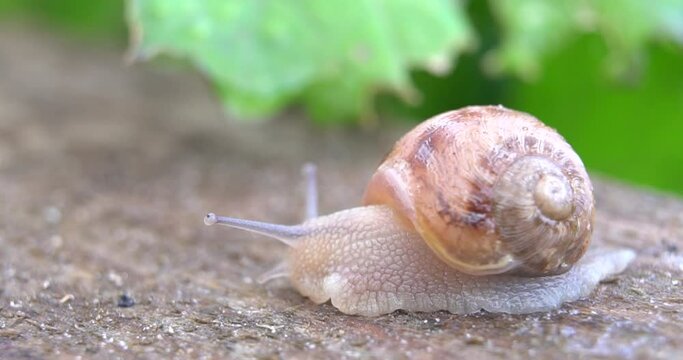 Snail farm. Snails crawling on a green leaf in the garden in the summer