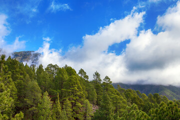 the endemic Canary Island pine in the volcanic area of the Caldera de Taburiente on the island of La Palma (Canary Islands, Spain)
