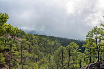 the endemic Canary Island pine in the volcanic area of the Caldera de Taburiente on the island of La Palma (Canary Islands, Spain)