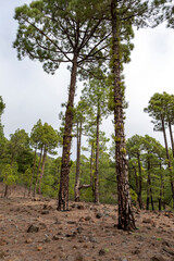 the endemic Canary Island pine in the volcanic area of the Caldera de Taburiente on the island of La Palma (Canary Islands, Spain)