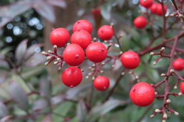 冬の赤い実