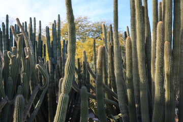 Cactus bunch
