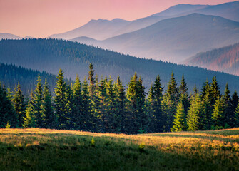 Spectacular summer sunrise in Carpathian mountains. Fir tree forest in the first sunlight. Splendid morning scene of coniferous woodland, Ukraine, Europe. Beauty of nature concept background..