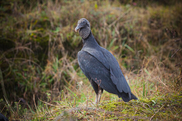 Full body portrait of an American Black Vulture (Coragyps atratus)