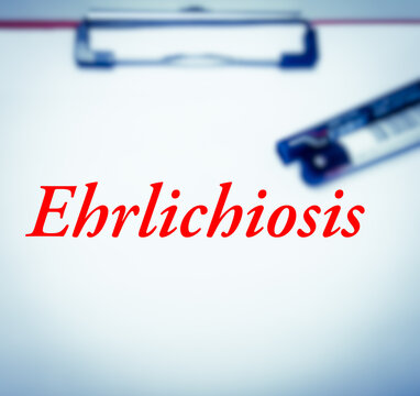 Ehrlichiosis is caused by different species of ehrlichia bacteria. Medical conceptual image.