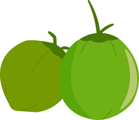 Fresh Coconuts Illustration