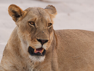 portrait of a lioness (Panthera leo) with flies on her nose, Chobe National Park, Botswana