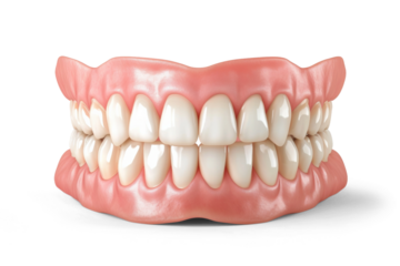Denture isolated on white or transparent background