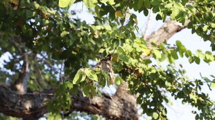 Colibri anidando