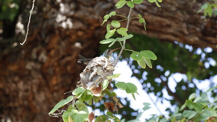 Colibri anidando © JosedelRefugio