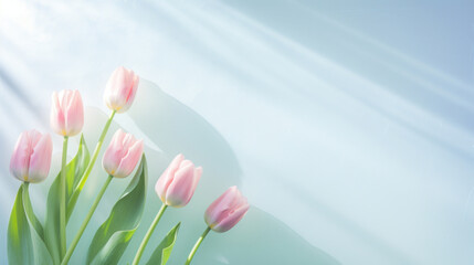 Delicate pink tulips reaching upwards, set against a clear sky-blue backdrop with soft lighting.