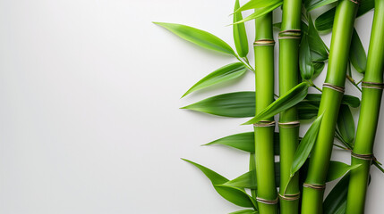 Fresh bamboo shoots delicately captured against a simple white backdrop, highlighting their natural beauty and culinary potential. Clean and minimalist composition for a serene aesthetic.