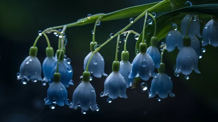 Foto op Plexiglas Lily of the valley or weeping lilly pilly with rain drops © Alva Stack