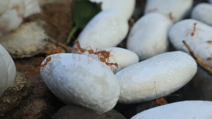 Red ants walk on the rocks because there is food hidden under the rocks