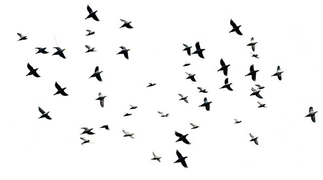 A flock of flying birds on white background