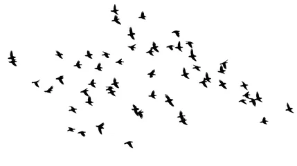 Fotobehang A flock of flying birds on white background © Planetz