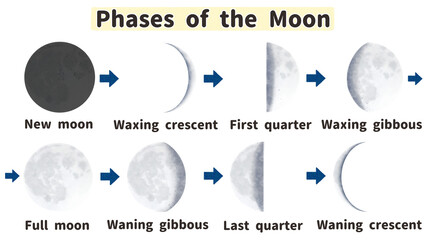 Phases of the moon Labeled diagram Transparent PNG