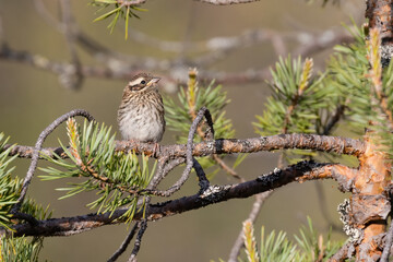 Rustic Bunting