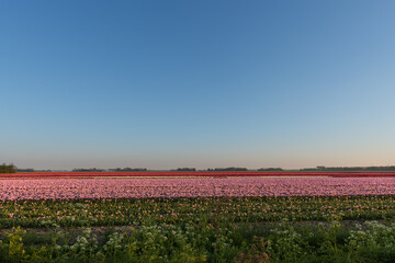 Tulip fields in Noordoostpolder, in The Netherlands