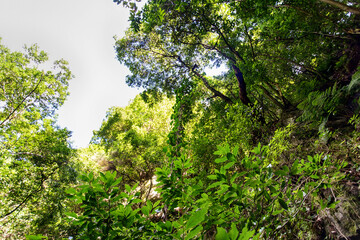 Fototapeta premium laurel forest in the hiking area 