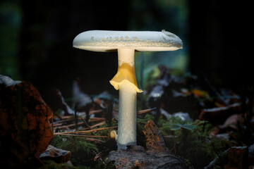 Einzelner weißer Pilz wird von unten angeleuchtet. Blätter und nadeln auf dem Waldboden. Makro nahaufnahme im Wald
