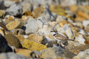 A Little Ringed Plover standing on the beach