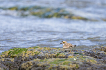 A Little Ringed Plover standing on the beach