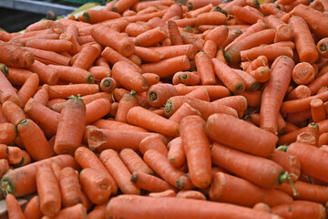 Arles, frutta e verdure al mercato:  carotei - Provenza - Francia