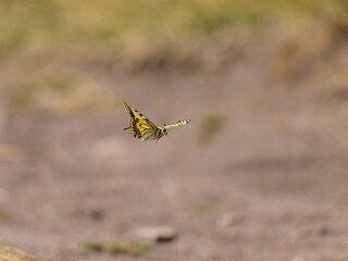 A Swallowtail butterfly in flight on a sunny day