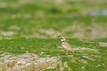 A Little Ringed Plover standing on the beach