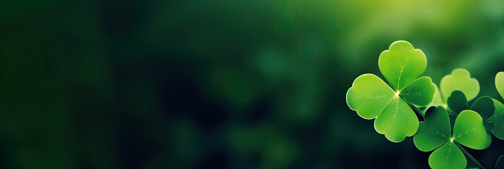 four leaf clover on green shamrock background. Green clover leaf isolated on dark background. with three-leaved shamrocks. St. Patrick's day holiday	banner - obrazy, fototapety, plakaty