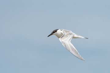 Young sandwich tern in flight blue sky