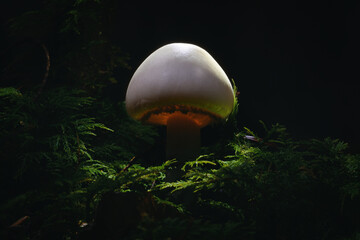 Kleiner weißer Pilz auf dem Waldboden. Von oben angeleuchtet, inneres glühen. Makro Nahaufnahme...