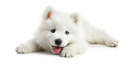 Cute samoyed puppy lying on a white background.