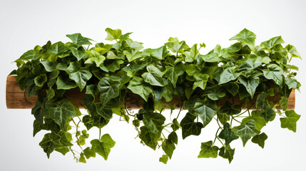 Jungle bush of three-leaved wild vine cayratia or bush grape liana ivy plant growing with long pepper plant in wild, nature frame jungle border on white with clipping path. 