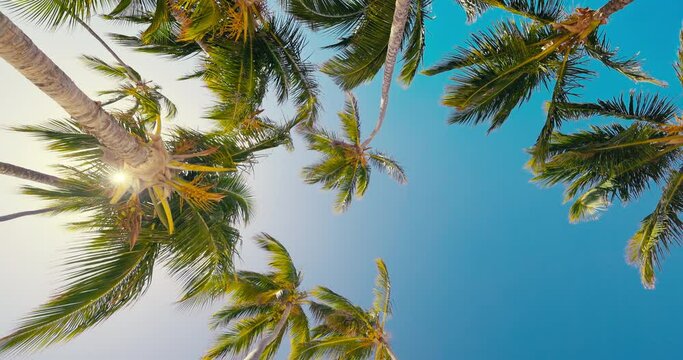 Palm trees leaves on the beach, blue sunny sky with clouds, low angle view video