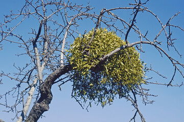 bush of european mistletoe or common mistletoe
