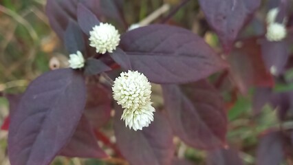 butterfly on a flower