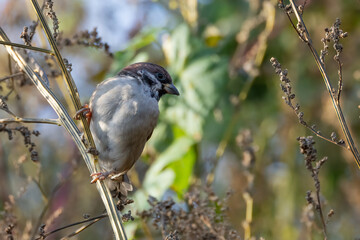 Tree sparrow