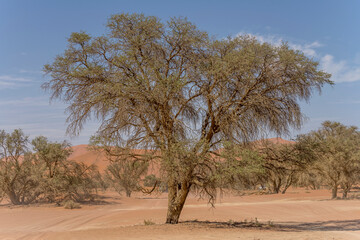 Obraz premium big Acacia ereoloba tree near Sossuslvei, Naukluft desert, Namibia
