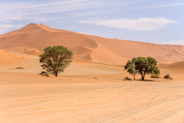 Fototapeta na wymiar trees on sand road side and shades of red on big dunes, Naukluft desert near Sossuslvei, Namibia