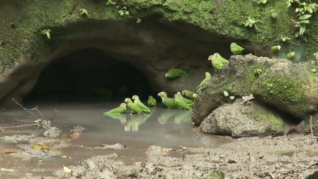 A flock of green parrots at a clay lick in the Amazon rainforest, Yasuni National Park, Ecuador, South America. Parrots drink water.