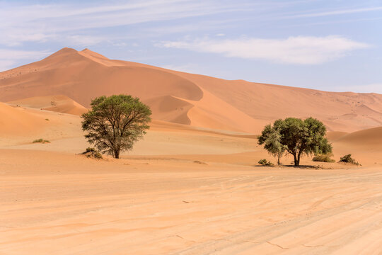trees on sand road side and shades of red on big dunes, Naukluft desert near Sossuslvei,  Namibia